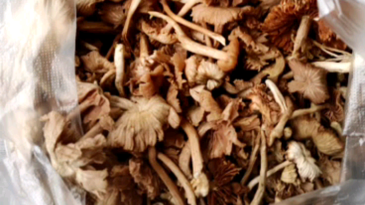 野生皮条菌_何大炮户外的鱼吧_鱼吧社区