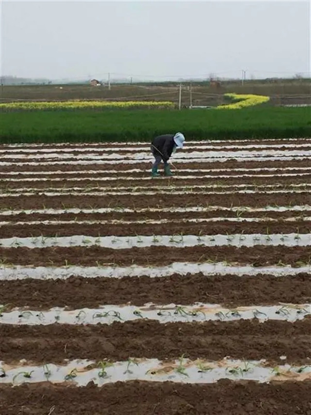 防疫春种两不误，武汉加快春耕保障“菜篮子”供应