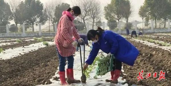 20多种本地菜开始陆续上市，“春淡期”蔬菜供给不断档