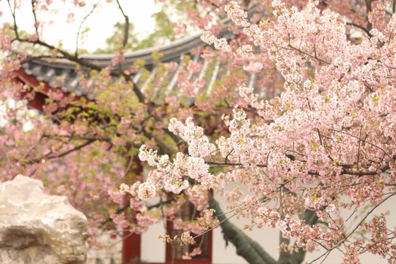 当武汉东湖樱花遇上红瓦白墙