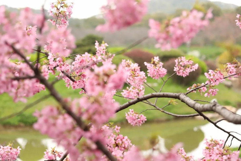 当武汉东湖樱花遇上红瓦白墙