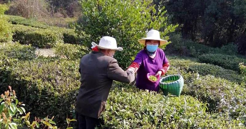 早春绿茶、快生蔬菜都来了，武汉市级农业龙头企业过半复工复产