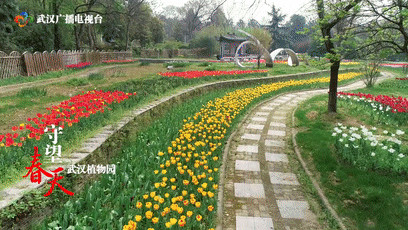 守望春天 | 武汉植物园