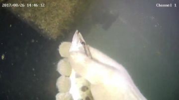 潜水摸鱼！插鱼！真正的技术是时候展现了 2017-08-26 14点场