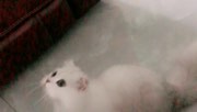 贝儿丶BER发布了一个斗鱼视频2017-08-30