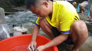 爆炒河虾，红烧桂鱼，野枞菌炖肉 2017-08-31 15点场