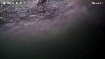 潜水摸桂鱼！桂鱼！水下第一视角！ 2017-08-31 14点场