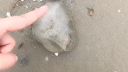 海边奇遇“派大星”哈哈