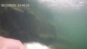 【捕鱼达人】潜水徒手摸鱼 2017-09-01 13点场