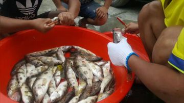 【捕鱼达人】潜水徒手摸鱼 2017-09-01 14点场