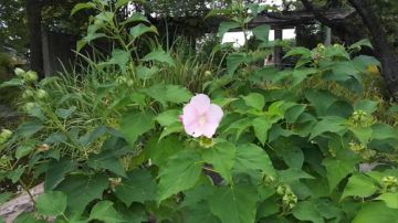 【芝加哥】劳动节去植物园逛逛 2017-09-05 01点场