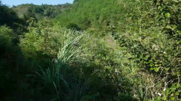 搞山货～～ 2017-09-07 16点场