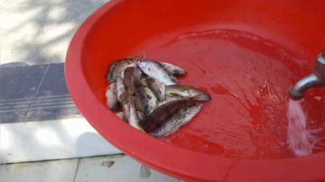 搞山货～～ 2017-09-07 15点场