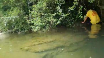 寻迹，正在出货野生甲鱼！ 2017-09-08 12点场