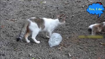 被这只猫蠢哭了，最后连狗狗都看不下去过来了