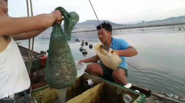 【威海大叔】海鲜计划！ 2017-09-09 17点场