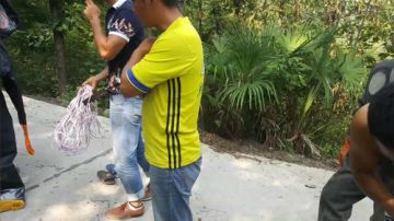 抓大黄蜂！正在出货！取蜂蛹，泡蜂酒 2017-09-15 14点场