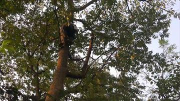 抓几窝大黄蜂（杀人蜂）！正在出货中 2017-09-15 16点场