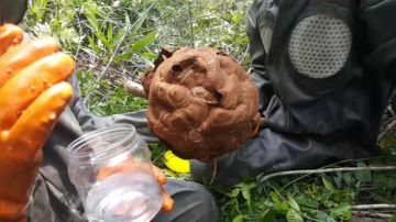 抓大黄蜂！正在出货！取蜂蛹，泡蜂酒 2017-09-15 11点场