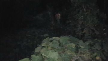 抓几窝大黄蜂（杀人蜂）！正在出货中 2017-09-15 18点场