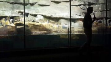 【芝加哥】谢德水族馆 2017-09-15 01点场