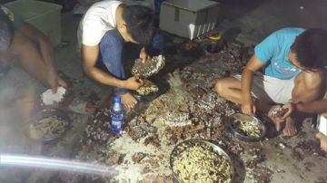 抓几窝大黄蜂（杀人蜂）！正在出货中 2017-09-15 23点场