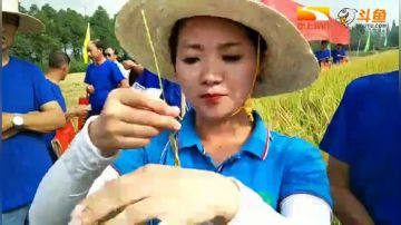 石首的丰收是什么颜色？ 2017-09-18 08点场