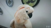 李老师哈哈哈发布了一个斗鱼视频2017-09-20