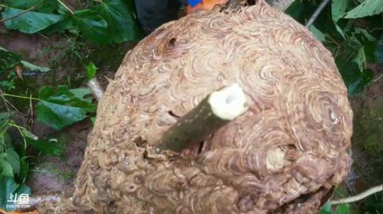 除害，灭杀人峰。 2017-09-21 15点场