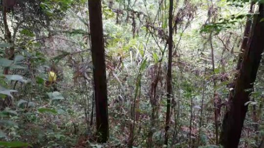 水库边捡丛菌 2017-09-22 14点场