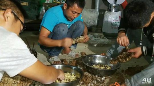 除害，灭杀人峰。 2017-09-21 21点场