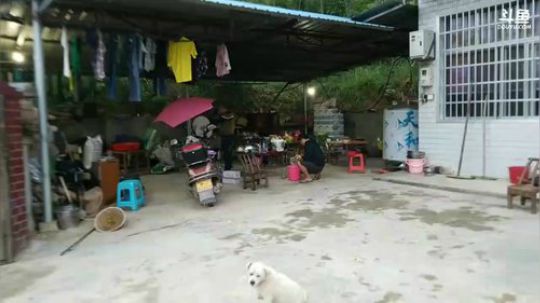 迎接一群瓜皮来到魅力。 2017-09-22 17点场