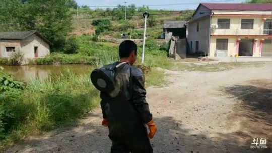 今日第一窝:怼黄蜂，取蜂蛹！ 2017-09-26 11点场