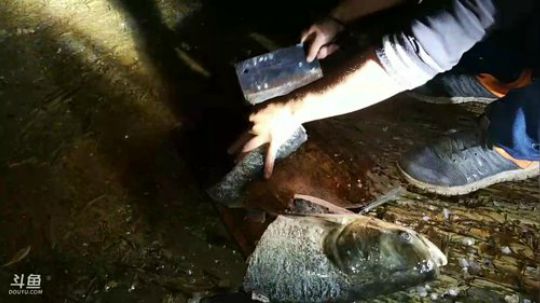 鱼叉插鱼！见证奇迹的时刻到了 2017-10-07 21点场