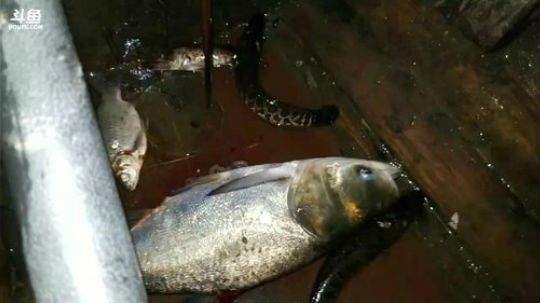 鱼叉插鱼！见证奇迹的时刻到了 2017-10-07 19点场