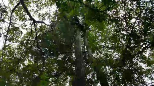 灭蜂的征途 2017-10-13 12点场