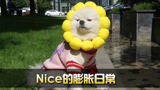 《全景2017》 奶力全开 Nice的日常膨胀