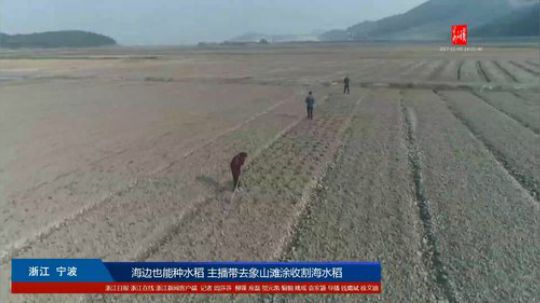 海边也能种庄稼 滩涂地的稻子熟了 2017-11-03 13点场
