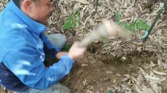 挖竹鼠，出大货！ 2017-11-04 11点场