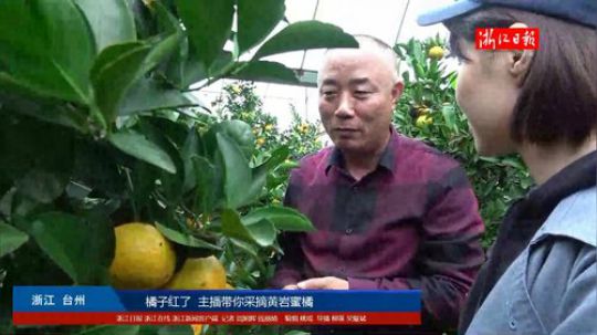 橘子红了 主播带你采摘黄岩蜜橘 2017-11-07 12点场
