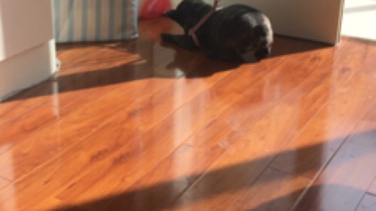 正版管子发布了一个斗鱼视频2017-11-22