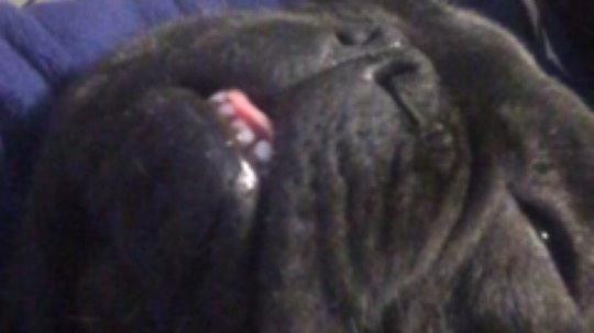 正版管子发布了一个斗鱼视频2017-12-03