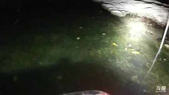 什么老二x鱼？搞笑呢？ 2017-12-03 17点场