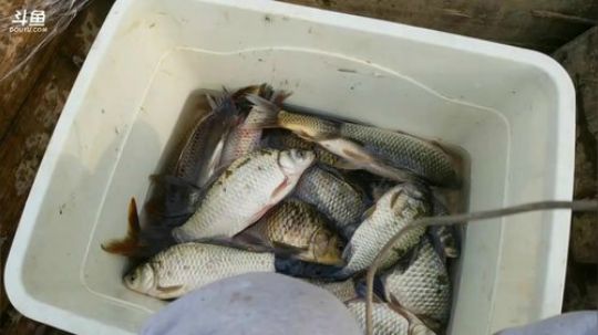 收渔网，鱼满仓！ 2017-12-04 14点场