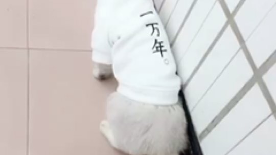 解说二月发布了一个斗鱼视频2017-12-07