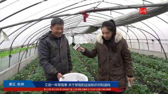 又到一年草莓季 关于草莓的这些知识你知道 2017-12-13 10点场