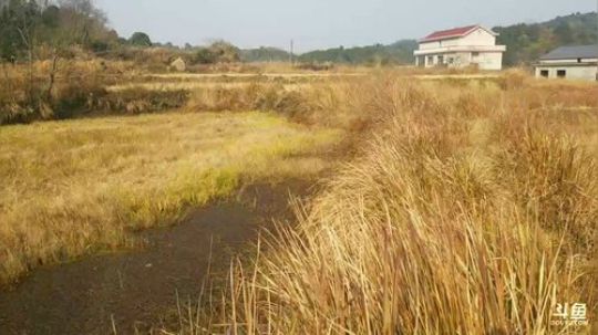 怼塘：包个小塘干一干 2017-12-24 10点场