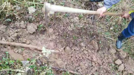 11点挖葛根毒奶留着。 2017-12-29 10点场