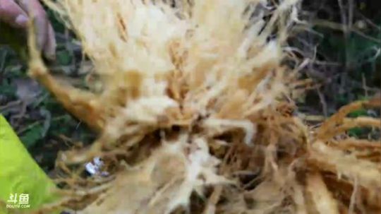 挖葛根毒奶留着。 2017-12-29 12点场