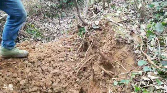 这么冷得天潜水抓鱼？毒奶留着。 2017-12-29 13点场